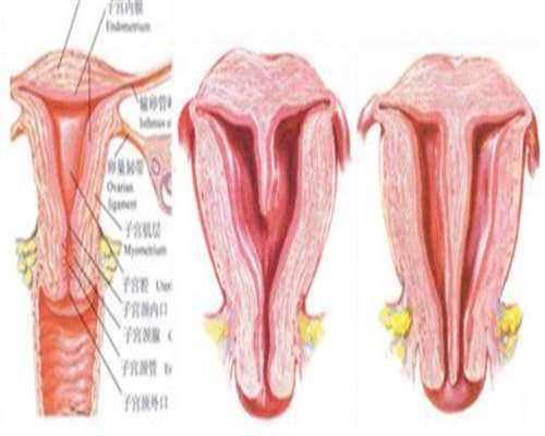 去哪找供卵试管_武汉供卵案例分析,在武汉同济医院做三代试管婴儿[湖北试管婴