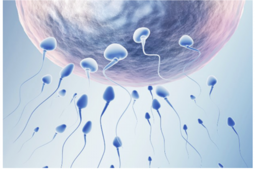 福州三代试管包男孩多少钱,染色体异常怎么检查，孕前主要通过抽血