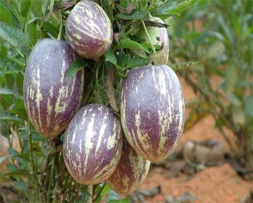 武汉哪家医院做试管婴儿成功率排名最高？