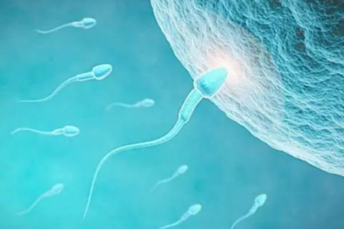 试管进周期时间，并非必须月经第2天